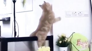 Best funniest cats and dogs video clips completion