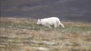 Ferocious Arctic Wolf vs muskoxen
