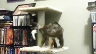 Funny animals compilation