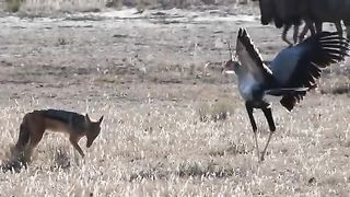 Secretary bird vs black backed jackal faceoff