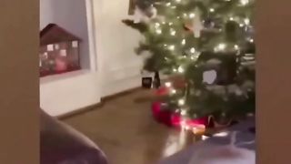 Best funniest cats and dogs video clips completion