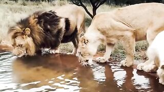 Lions