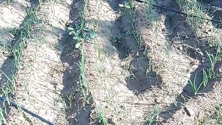 Onion growing ressio in few days