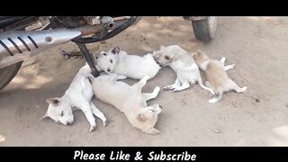Funny dogs cute dog animal dogslife