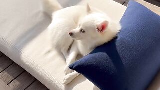 Beautiful dog