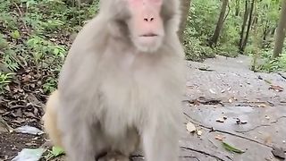 Funny monkey