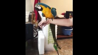 Funniest animals in the world