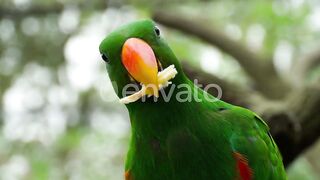 beautiful parrot eating close up