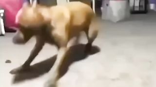low world tension animals Healing animal meme