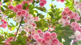 Beautiful flower