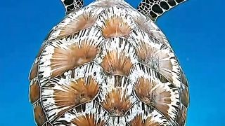 Colourful tortoise shells