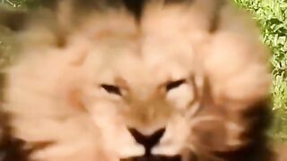 Lion Safe the Food