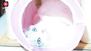 Cute cat videos