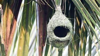 beautiful bird outside a hanging nest