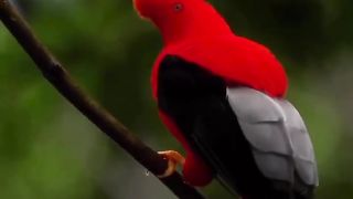 Look this bird Beauty
