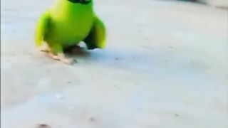 Parrot talking video