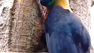 Expensive Colour of this Bird
