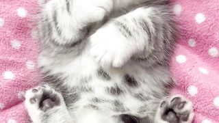 Soo beautiful kitten ????????????????