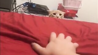 Funny animals