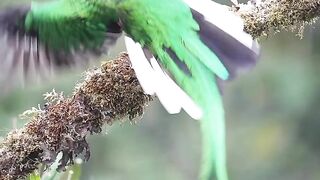 Greenrey Birds