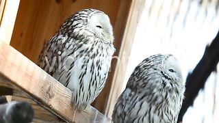 beautiful owl enjoy the sunshine