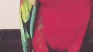 DANCING PARROT ???? by ArshiPetsLover