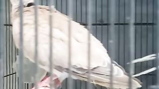 Alam, sekitar rumah