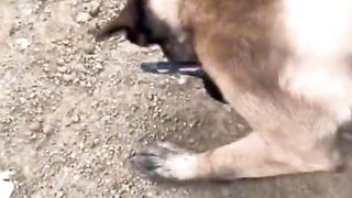 Pov: les ordres du malinois le plus suivi de france
