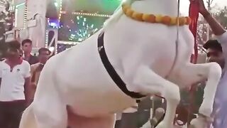 Horse Dance viral video