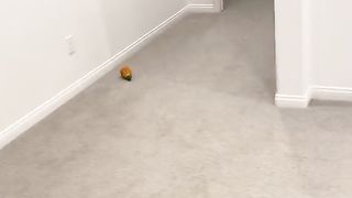 WAIT FOR THE EPIC CRASH AT THE END
