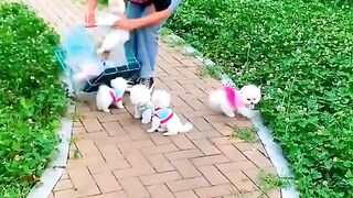 cute puppies ???? walking puppies #shorts #cutepuppy