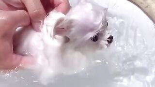 #doggy #maltese #pomsky #poodle#doge #dogs #dogsoftiktok#cute #pet#animals #fyp#foryou#pomeraina #maltipoo #puppydog #dog #foryoupage