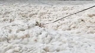 Filmed Tash the Corgi in front of a wave of sea foam, which suddenly swamped her. She kept wagging her tai