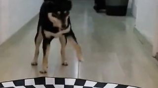 pet bị lừa