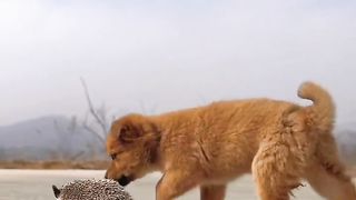 Dog pick up chick front of hen #shorts