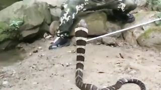 Boy vs Snake viral video