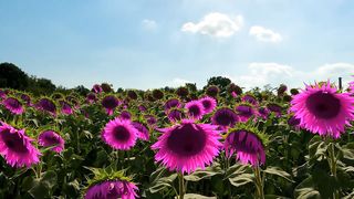 beautiful flower