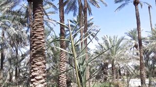 garden of date