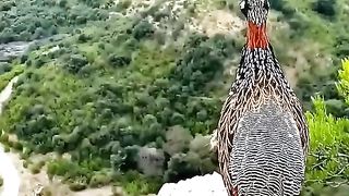Natural life