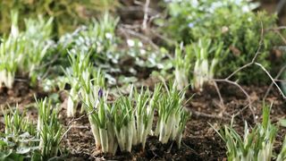 grow vegetable