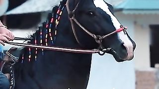 Horse.