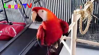 A cute funny parrots talking
