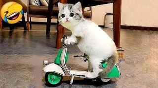 Funny Animals ???? Funniest Cat and dogs Videos TikTok Compilation