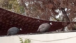 birds