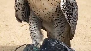 Eagle vs Pigeon Attack viral video