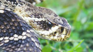 WILD FIERCE AND DANGEROUS SNAKE