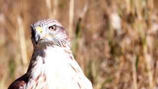 Falcon and Eagle are not  social animals