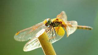 Life of dragonfly