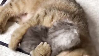 Cute funny cats ????