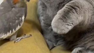 Cat videos funny videos